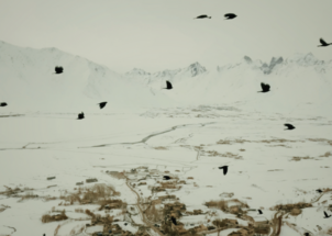 Portret sadašnjosti