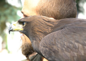Raising Predators