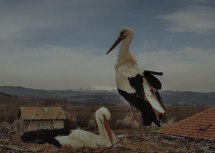 Nests of Storks and People